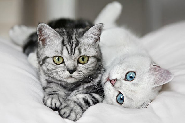 Antalya Kedi Maması ve Ürünleri - Mama Miya Petshop